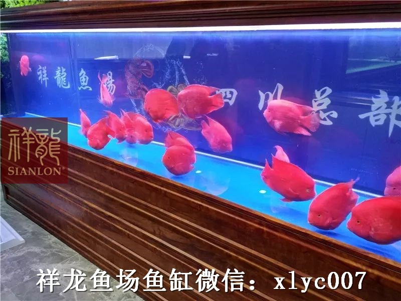 汉南观赏鱼市场