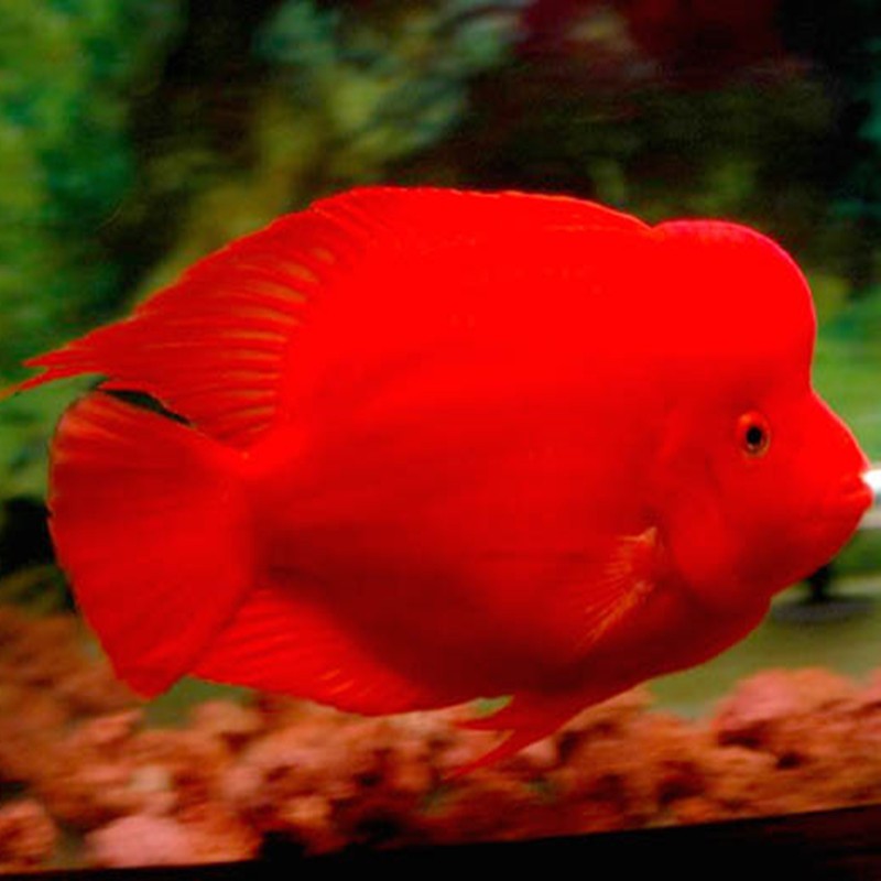 西城财神鹦鹉鱼-红财神鱼