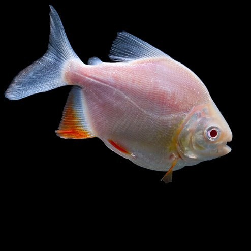 贵州白子银版鱼