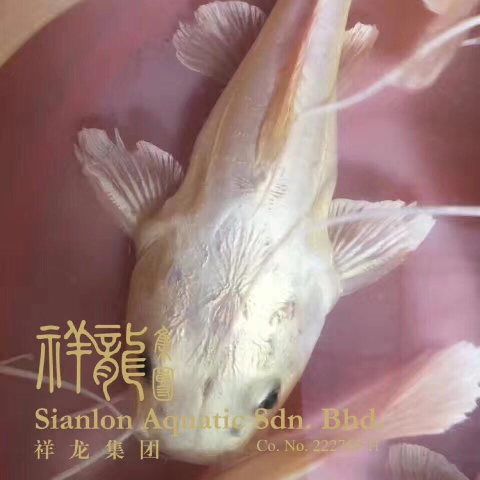 高邑黄金猫鱼