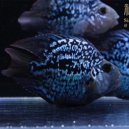 青海黑卡鱼