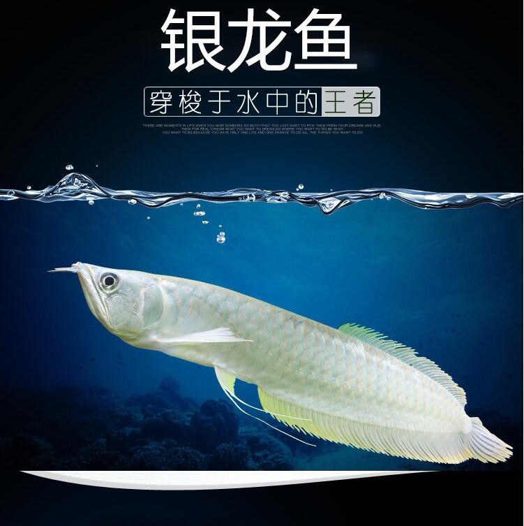 青海银龙鱼