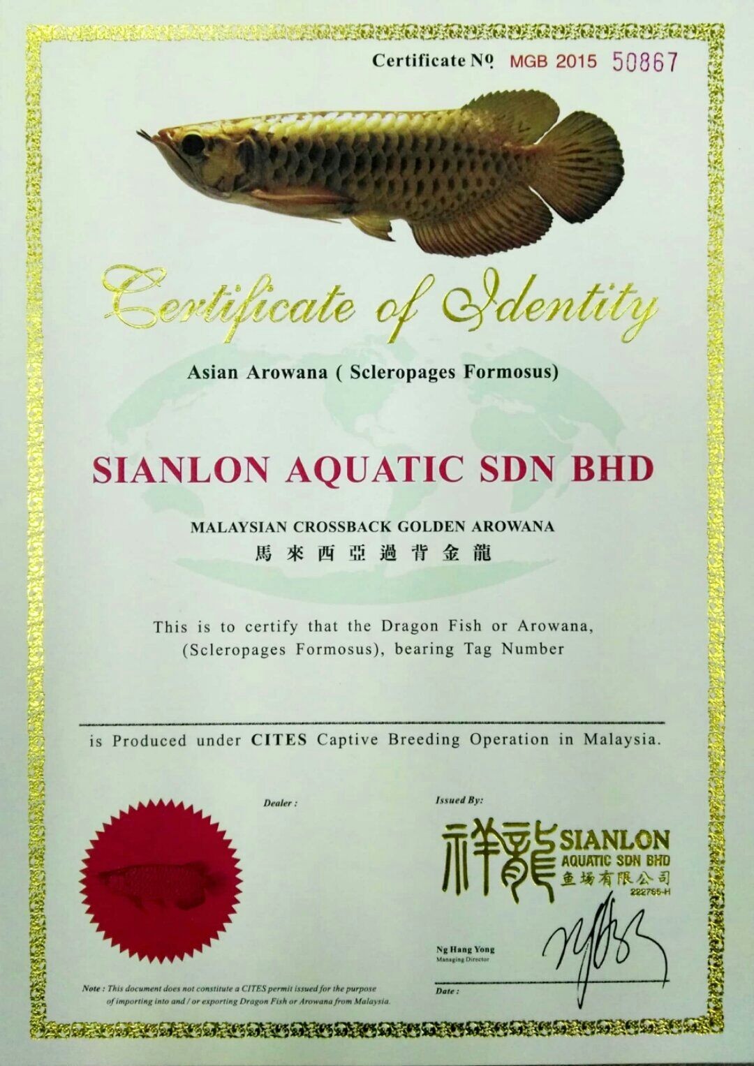 灵寿祥龙鱼场马来西亚过背金龙证书