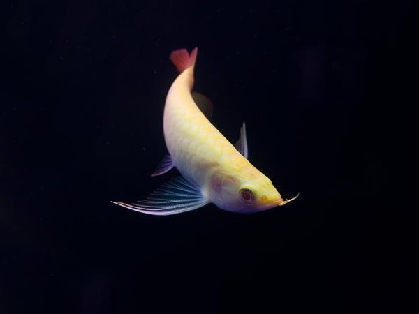 青海白化红龙鱼