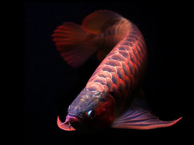 海南橙红龙鱼