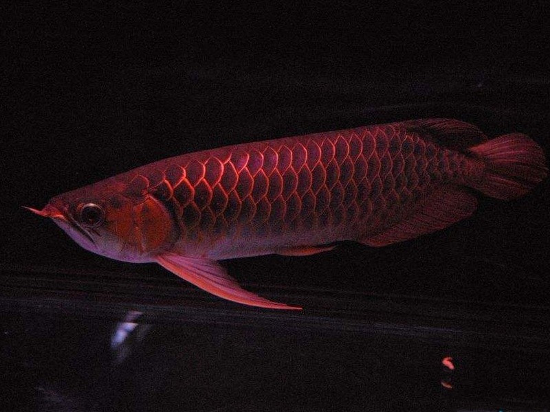 贵州细框红龙鱼